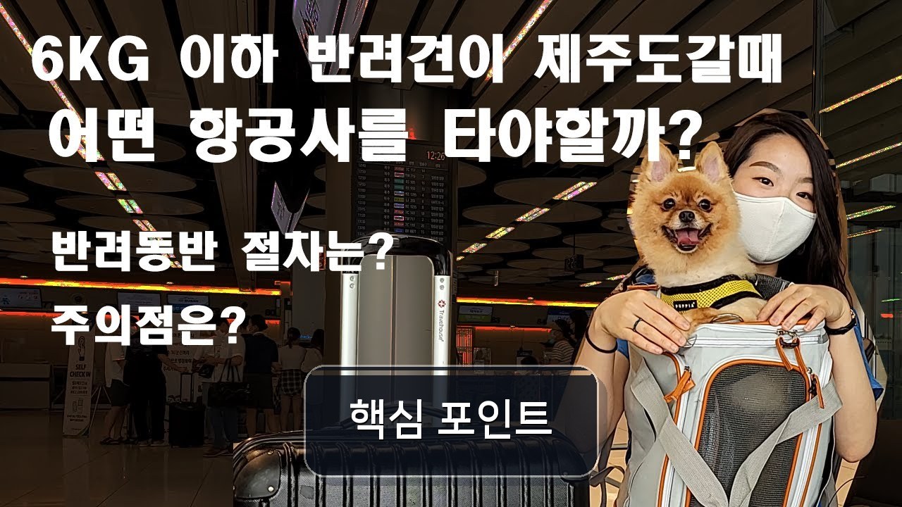 밀키랑 비행기 태우려다 대한항공에서 겪은 실수, 아시아나항공이 달랐어요